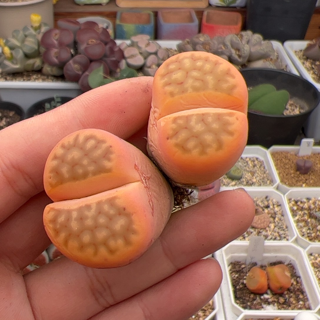 014号稳定锦 多肉植物