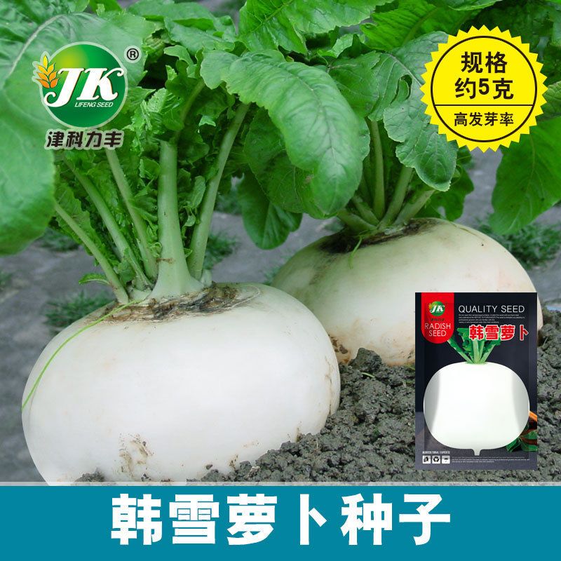 韩雪圆白萝卜种子春秋四季蔬菜种籽春不老萝卜特大超甜水果萝卜种