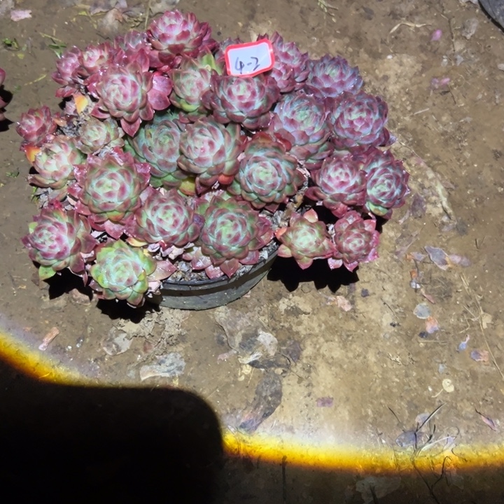 精品多肉植物老桩杂交