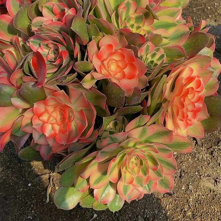 多肉香妃030多肉