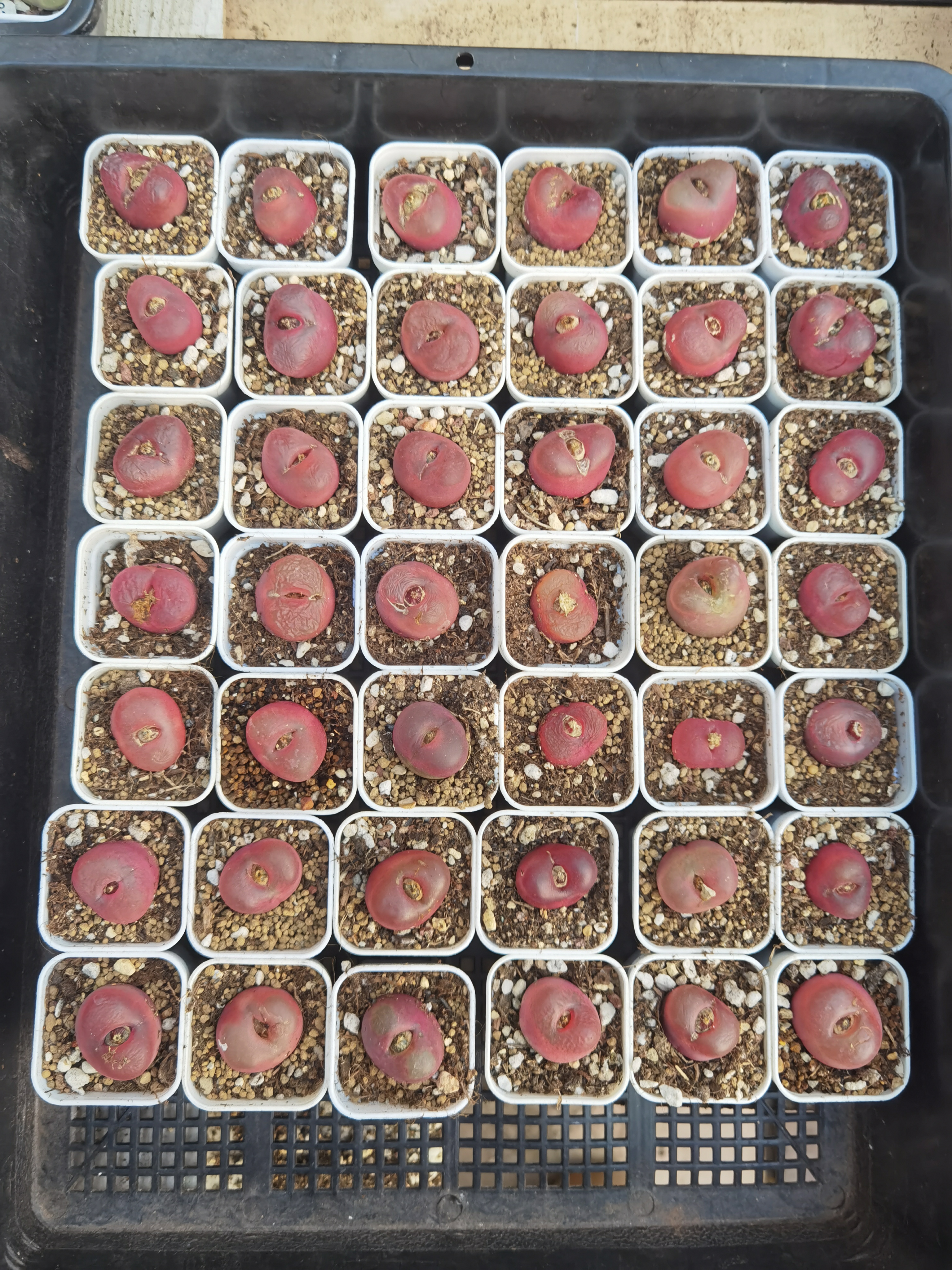 （零下勿拍）车厘子超级毛汉尼2-2.5CM多肉店铺