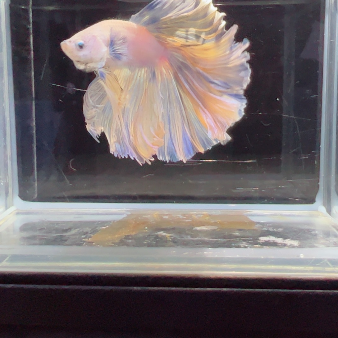 斗鱼浅色特殊尾hhhh
