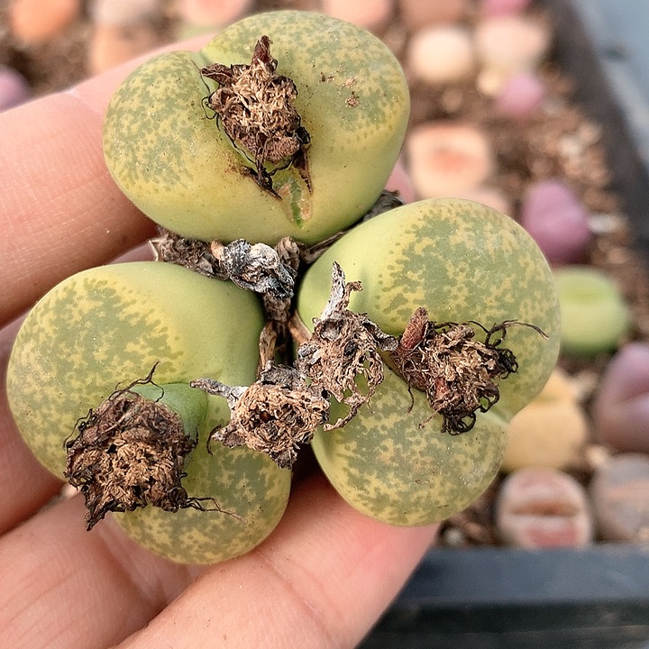 一箭之遥非常非常好看