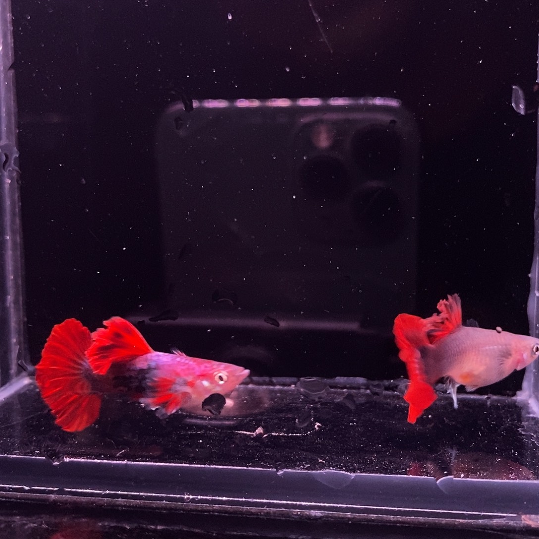 孔雀鱼菊花帆一对