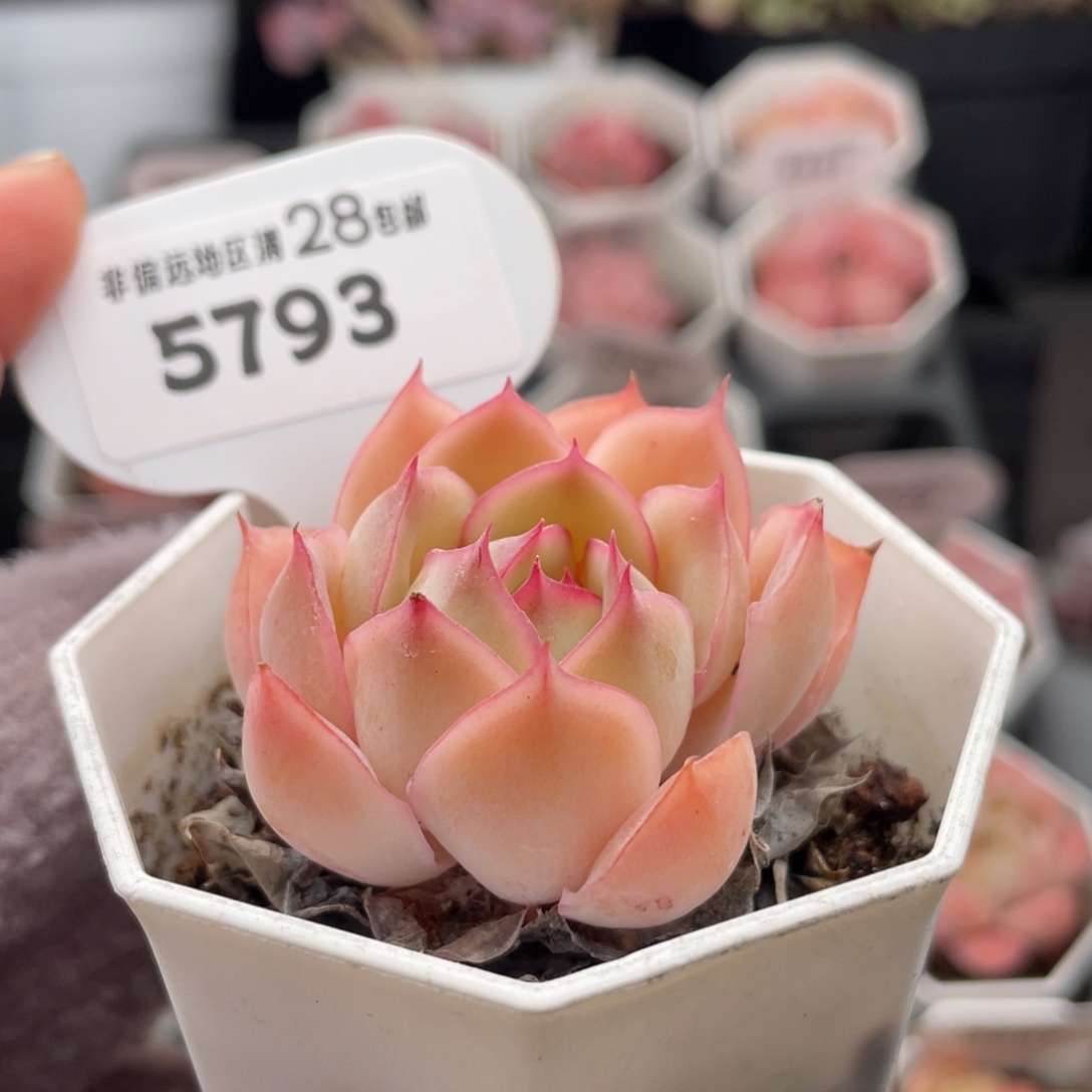 采荷5793-4.5厘米