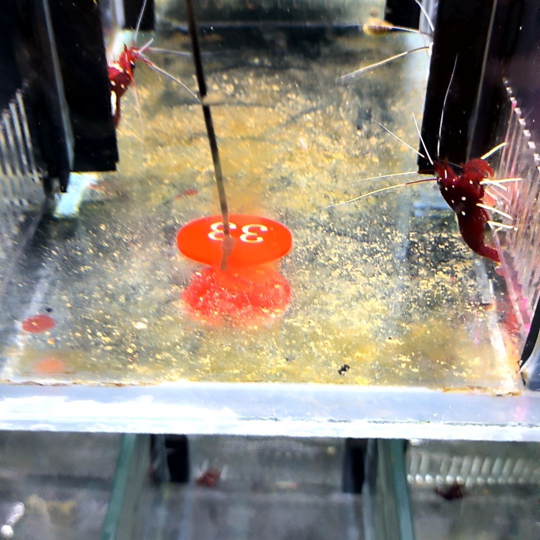 海水鱼火焰虾1条虾蟹缸127