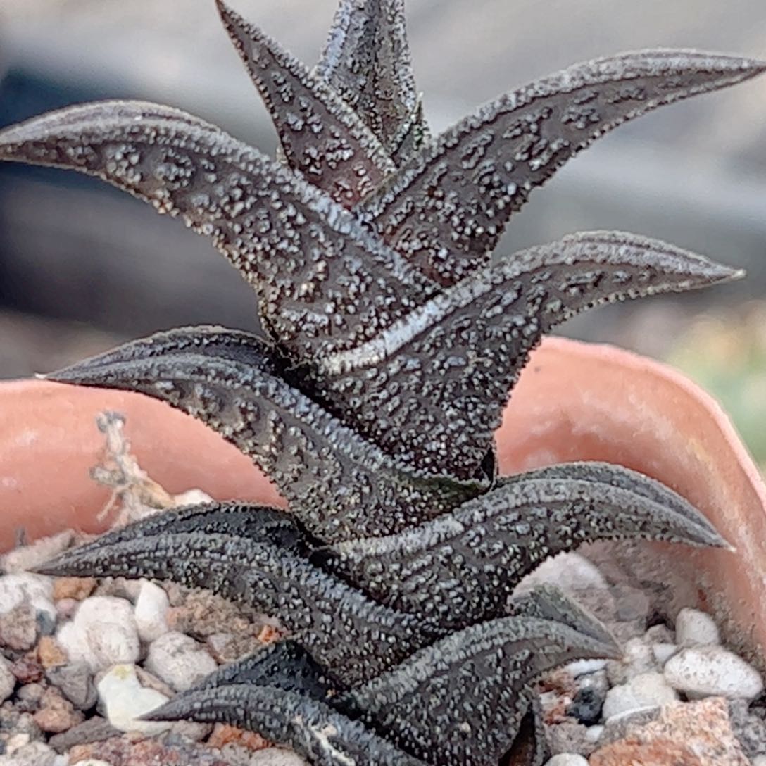 硬叶 尼古拉9999