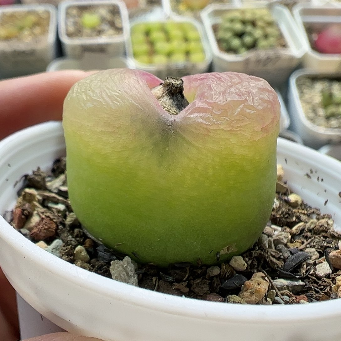 191毛汉尼带盆土发货