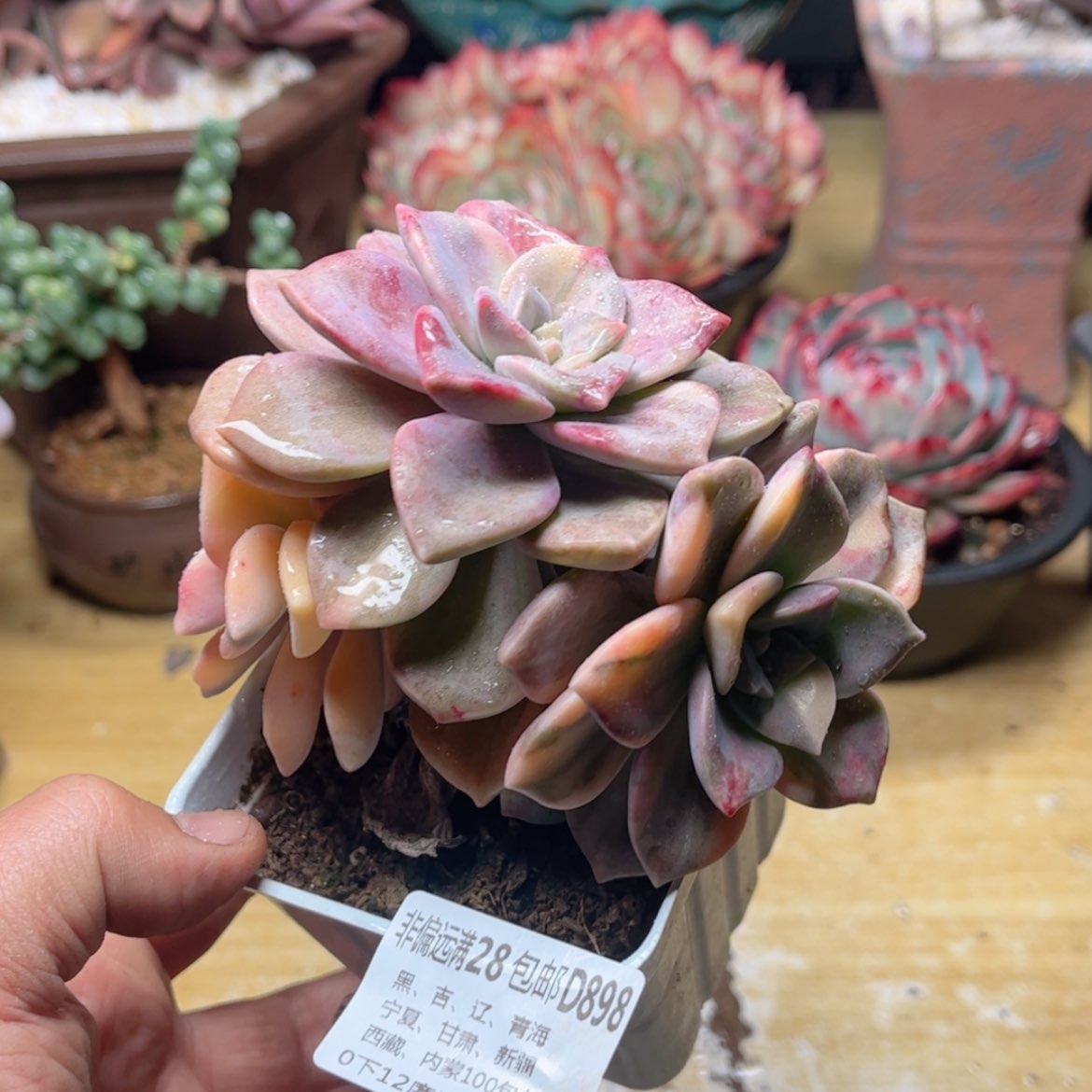 【闪购商品】898紫乐锦