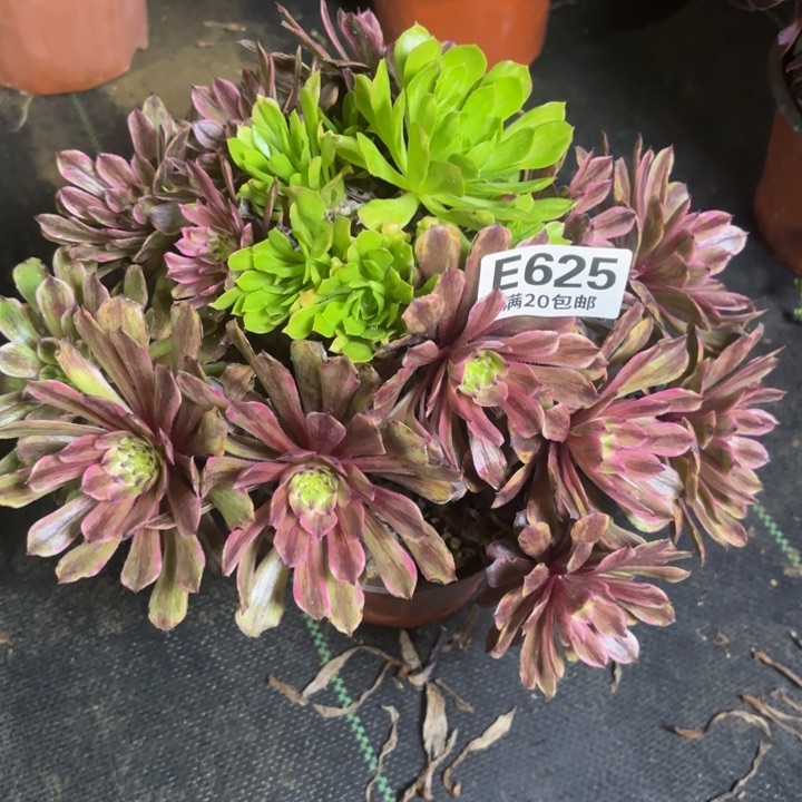 瑞妈一物一拍625