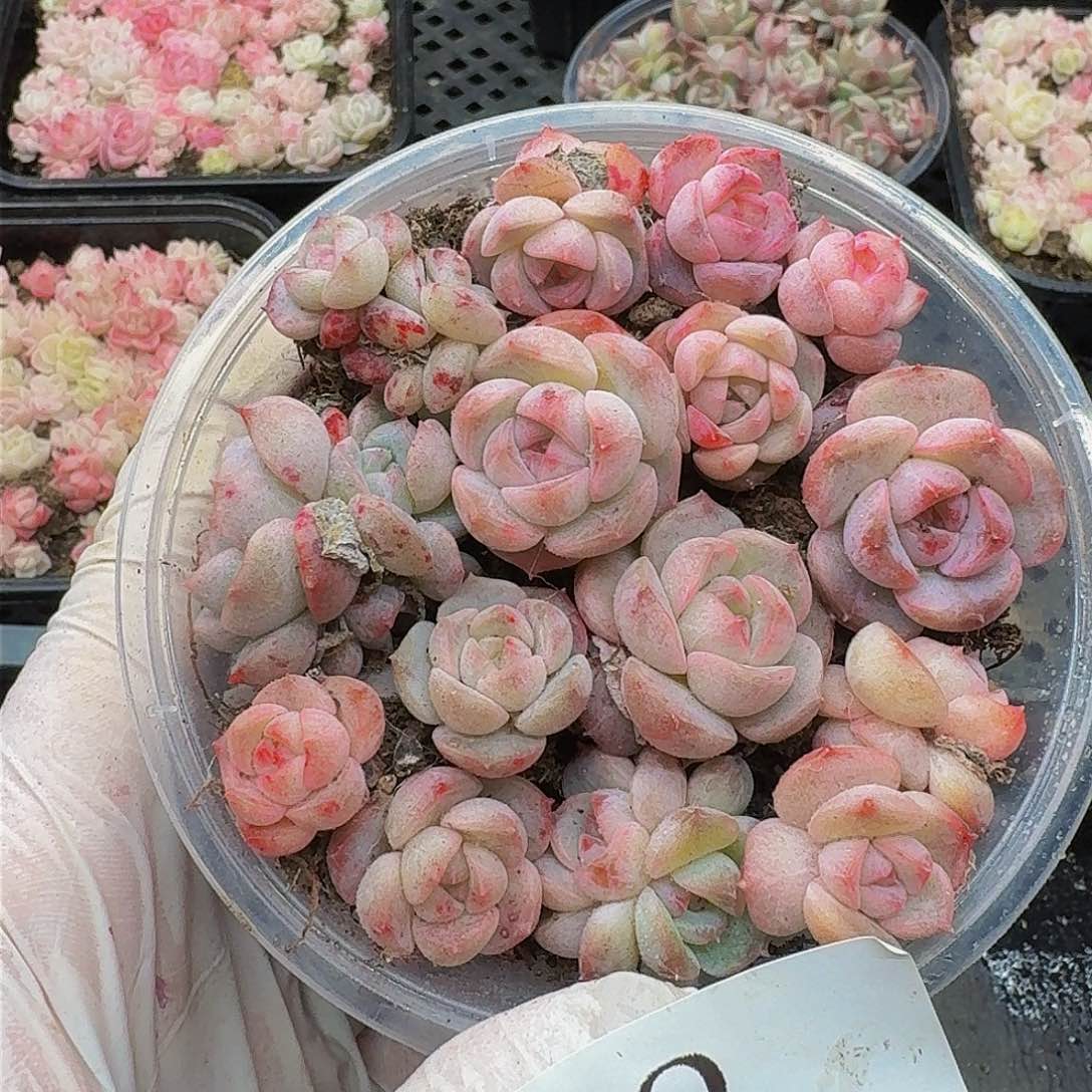 多肉植物多肉植物72