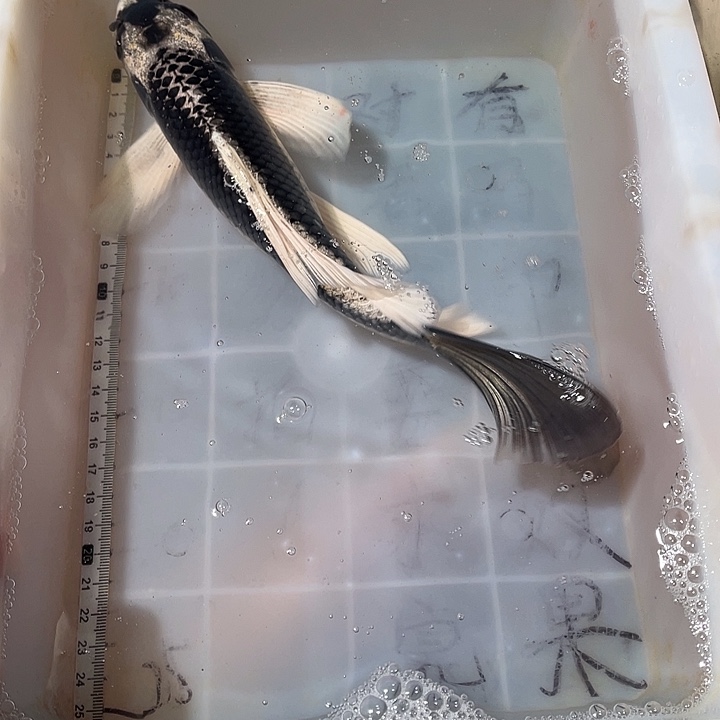 蝴蝶鲤鱼渔场直发99