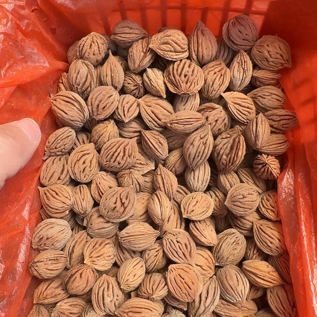 野生顺纹桃核精挑60颗