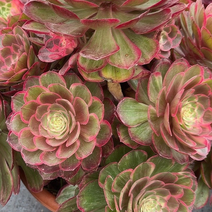 多肉植物福利来372