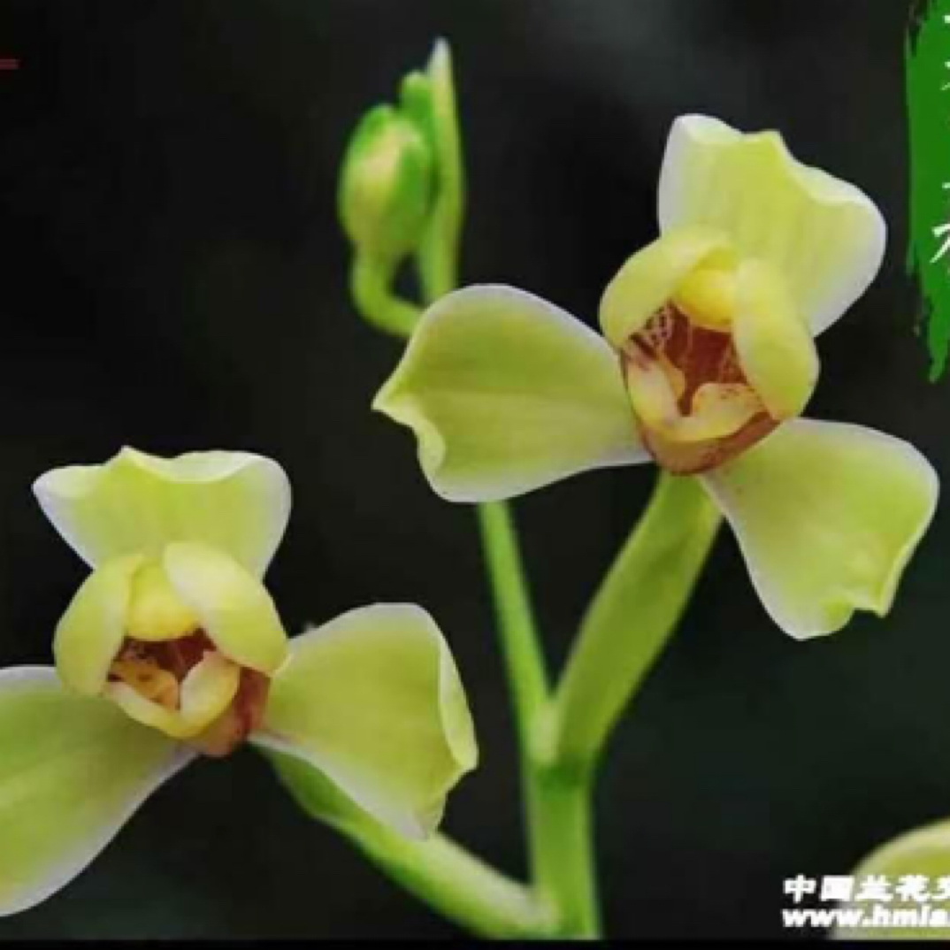 夏皇梅建兰八大名品梅瓣超勤开花浓香型绿植盆栽