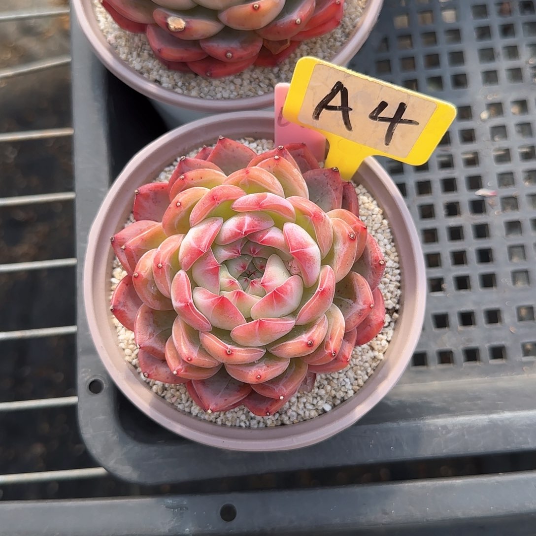 橘*?A4红鸾多肉植物