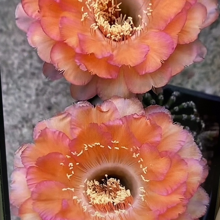 彩草香心舞侧芽3公分左右