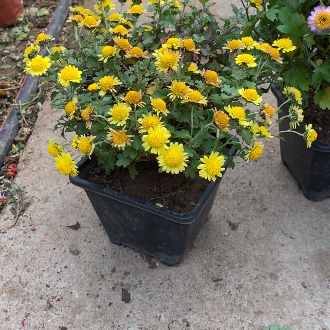 皮***蛋无花朵盆景盆景50