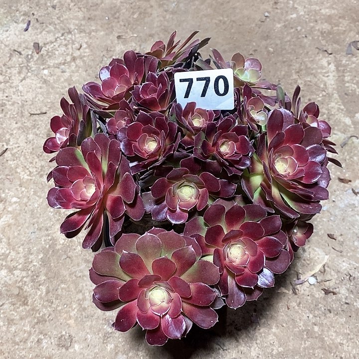 法师植物一物一拍770