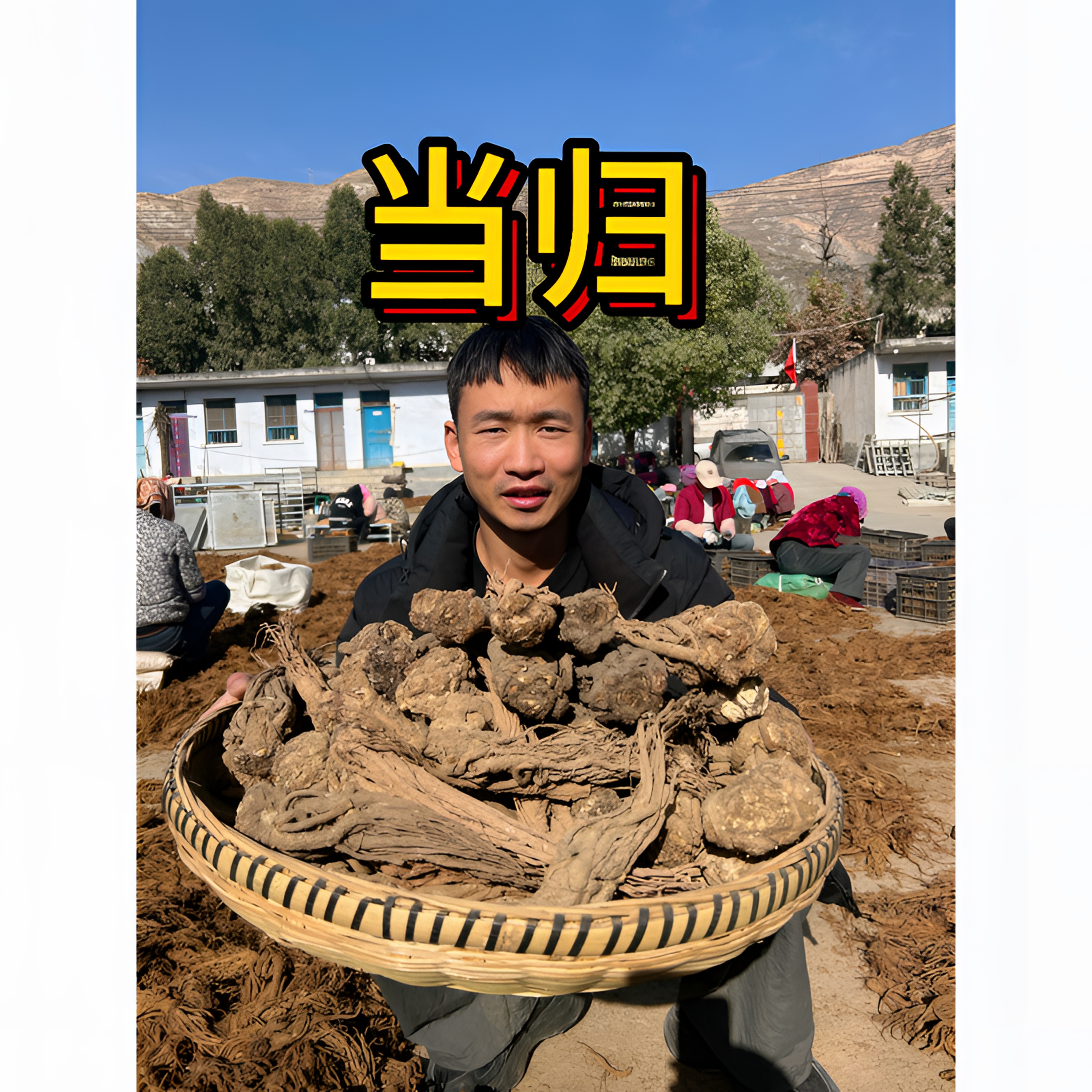 【当归】 正宗甘肃岷县高山自然晒干无硫整根煲汤炖肉泡酒滋补养生
