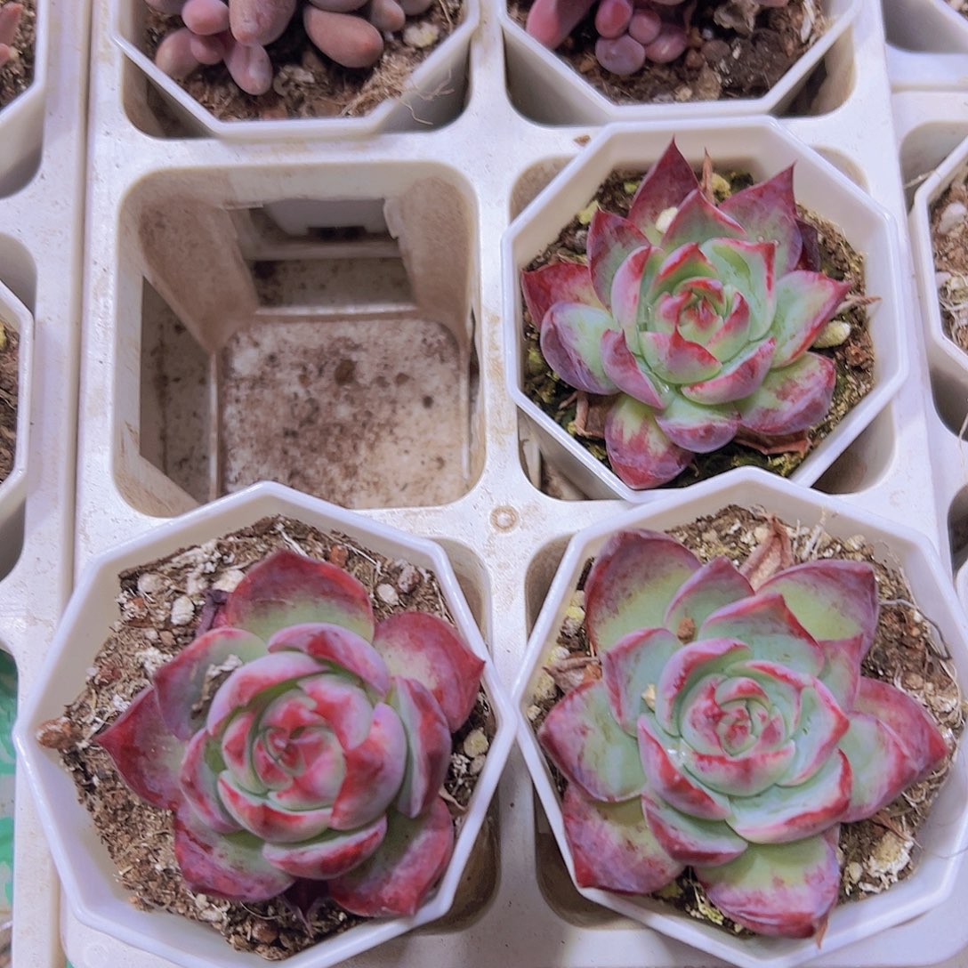 宽叶惊鸿8角盆19包邮