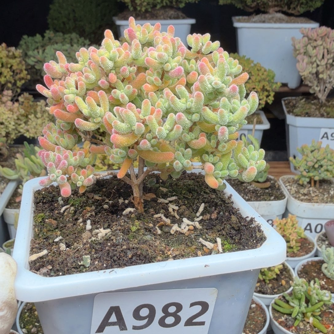 恰***好A982红冰晶小树枝干第二颗福利