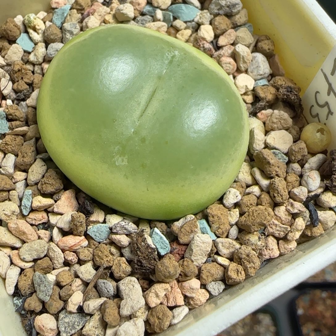 多肉植物8年拉登3.2 111号