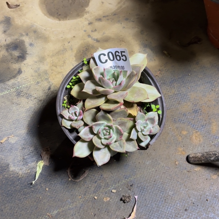 瑞妈，，。。。。。065多肉，