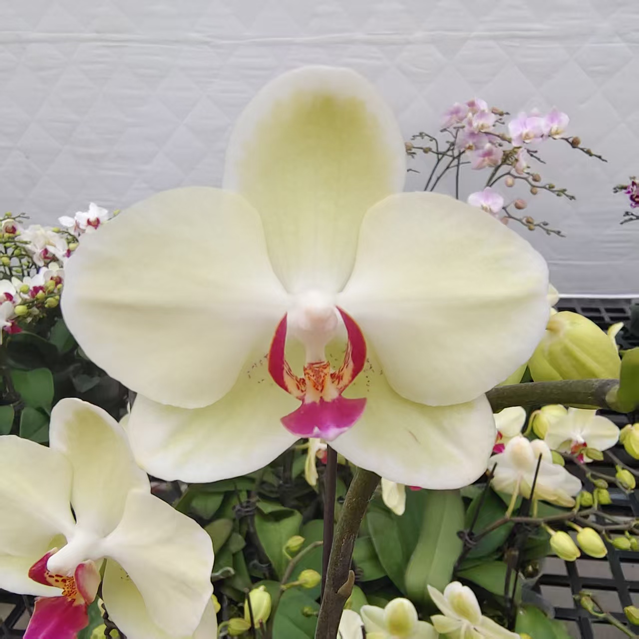 蝴蝶兰【沙西米】中花型 带花发货 桌面款小可爱 高级花卉