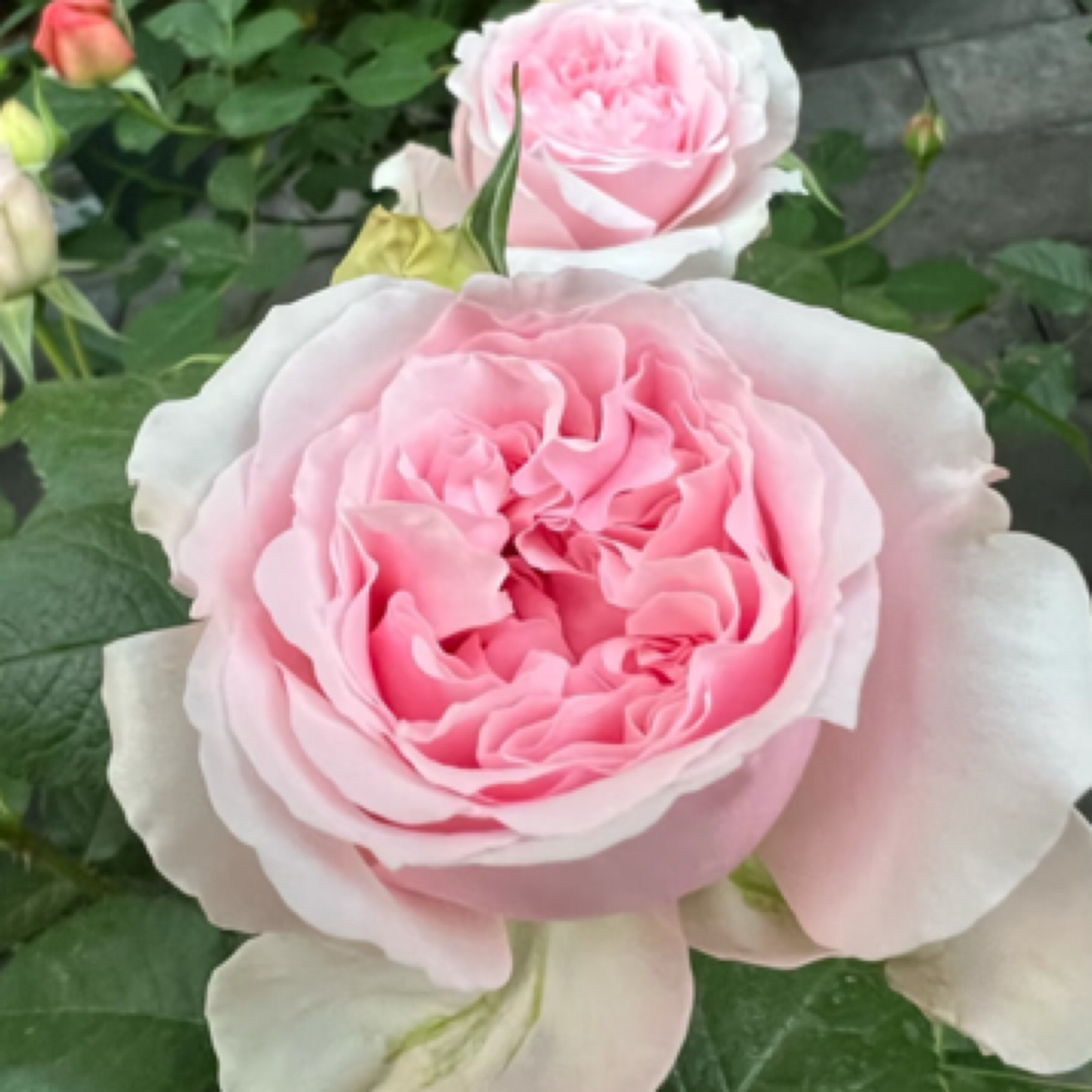 米兰达2加仑母本大苗成都露天月季独杆独颗扦插原盆原土盆发货