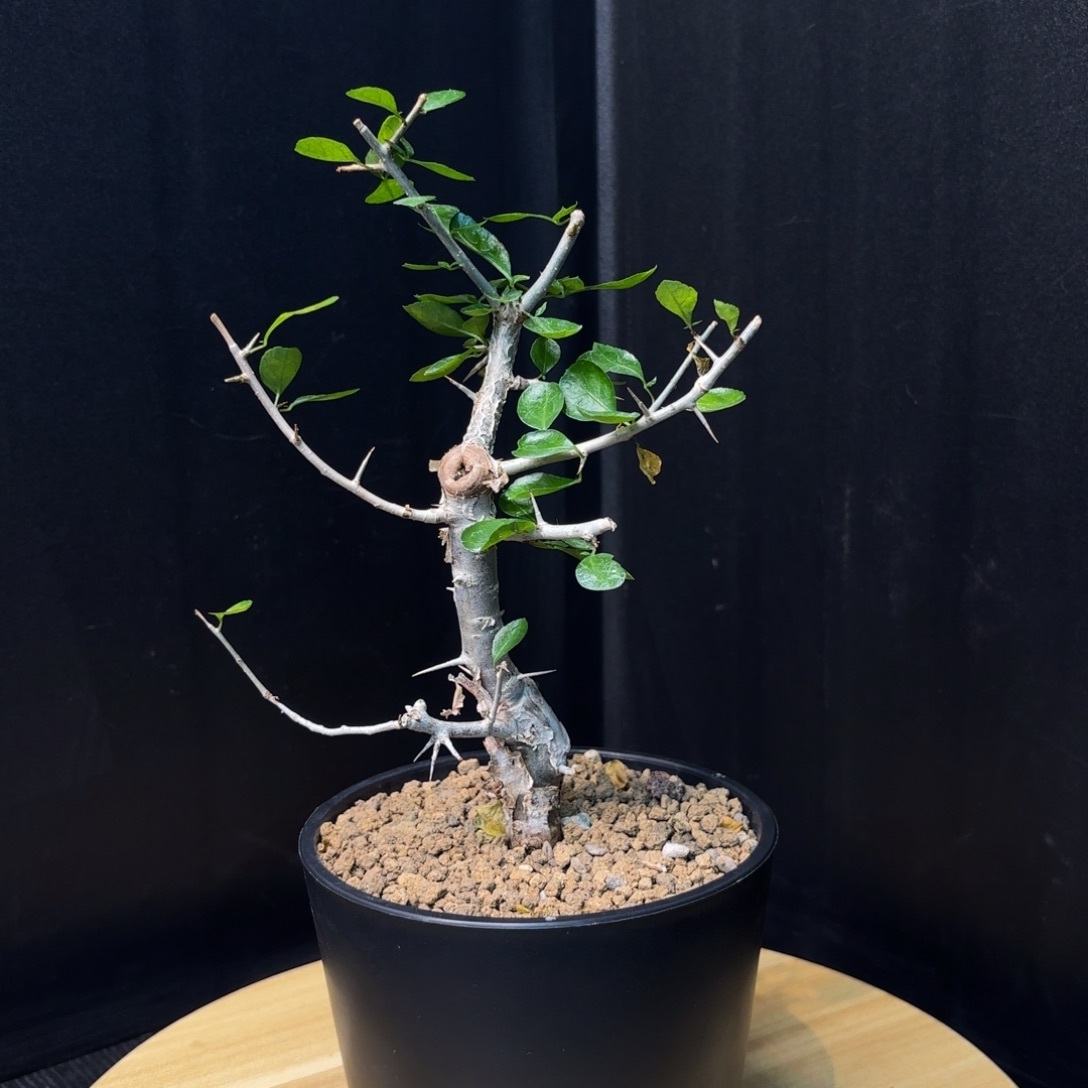 木  桃林没药带盆土