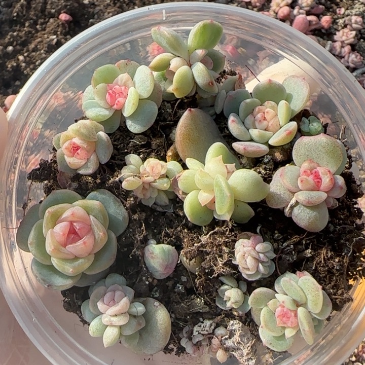 25绝绝子多肉植物一盒