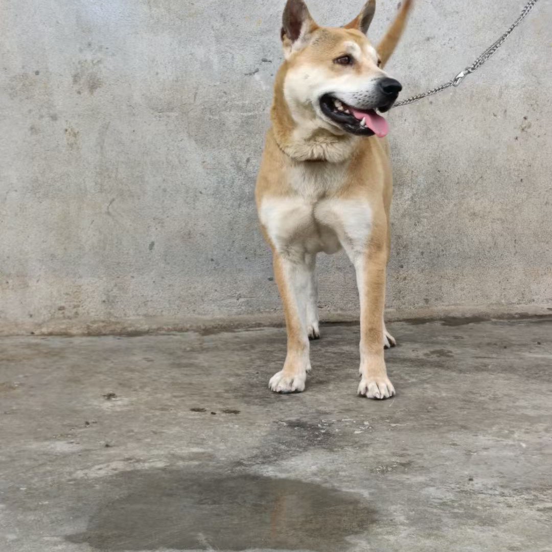 中华田园犬，品相活体狗狗