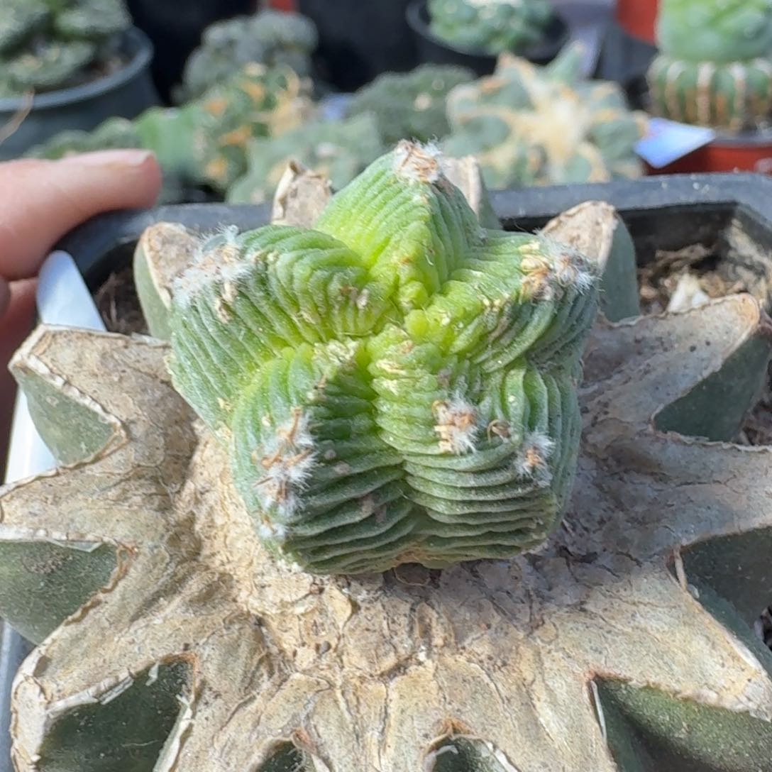 【闪购商品】五星花笼