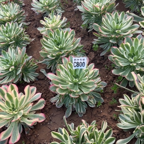 800海王不包断枝