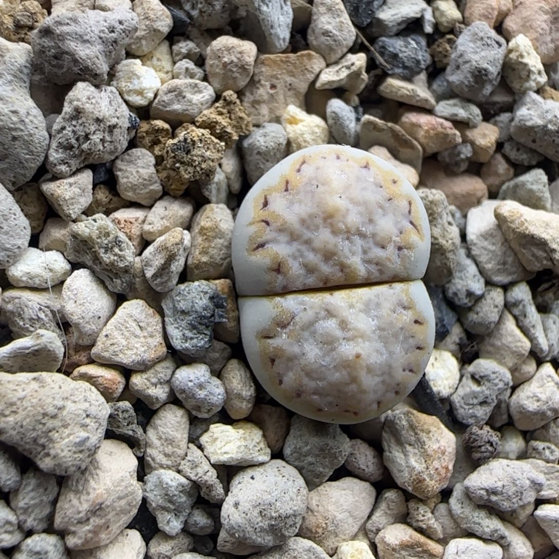 金边鱿鱼饼干清框福利30包邮
