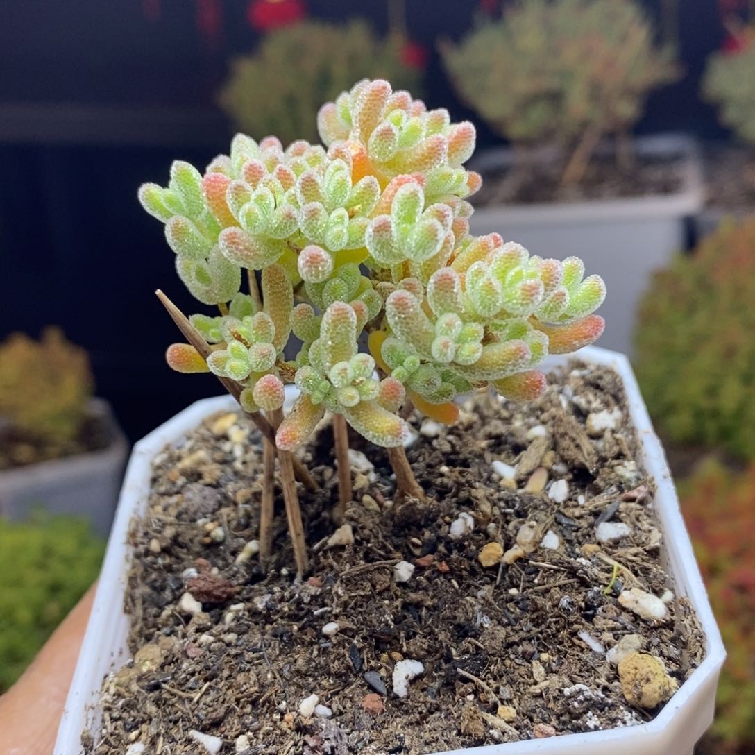 d22号优选冰晶枝干多肉