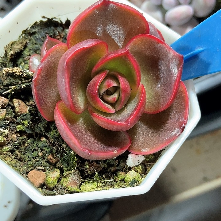 多肉植物红灯888