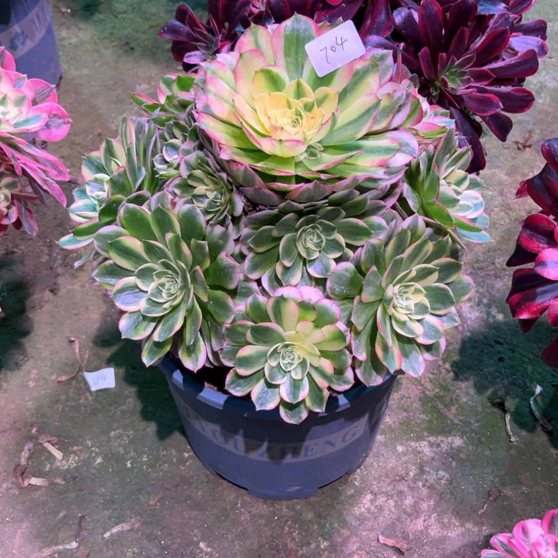 多肉植物海王704