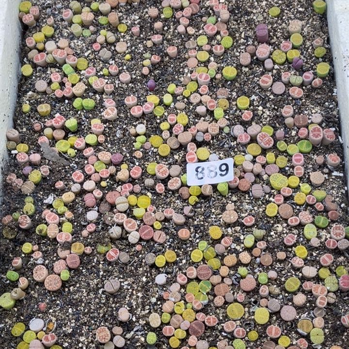 889 生石花一物一图如图