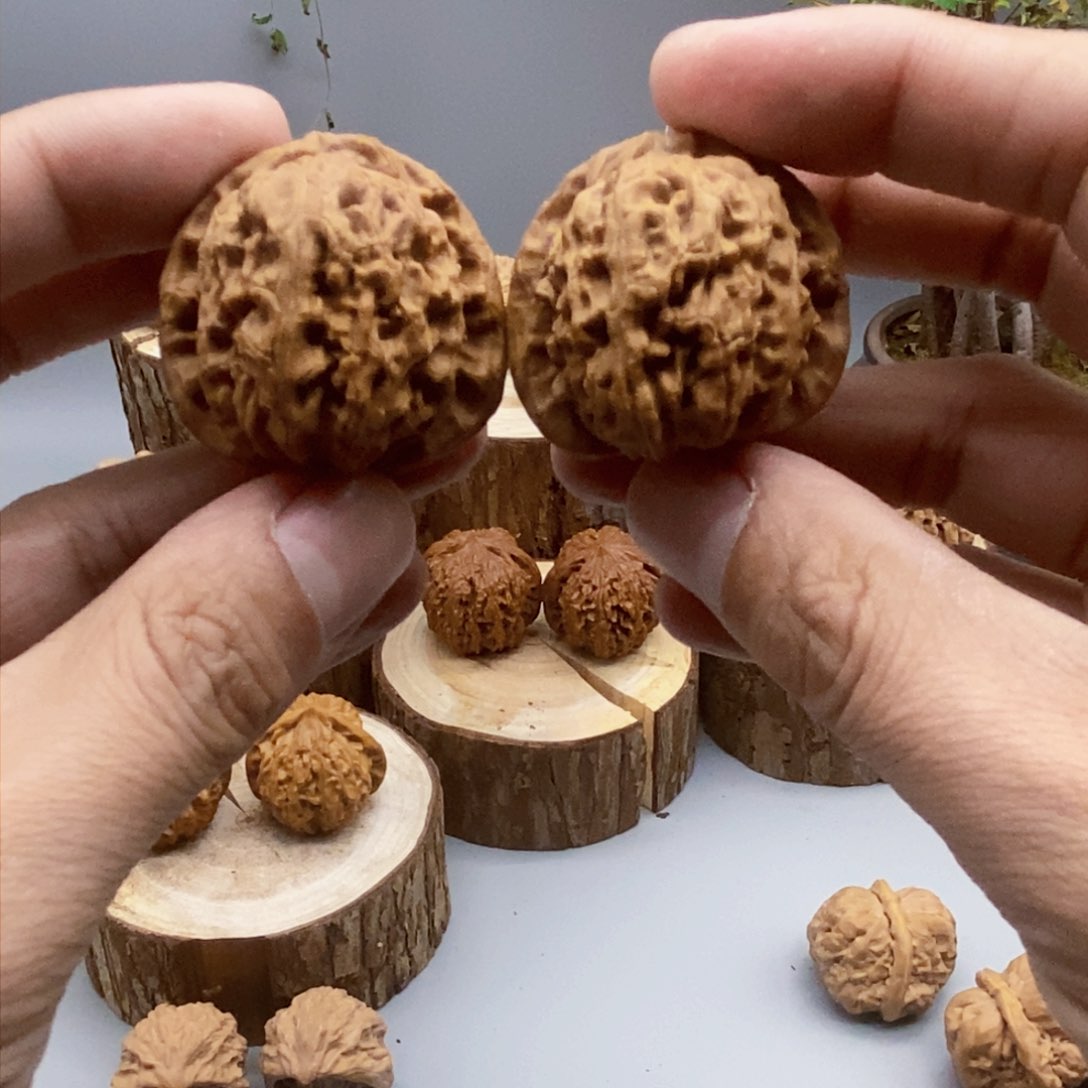 白狮子白狮子白狮子