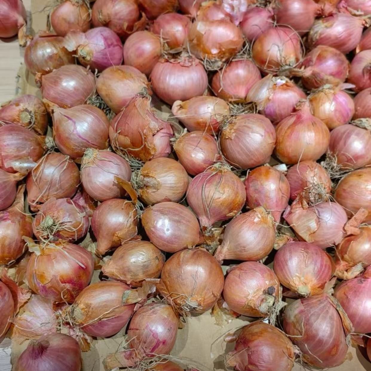  25年新毛葱东北毛葱正宗东北大毛葱新鲜毛葱东北特产