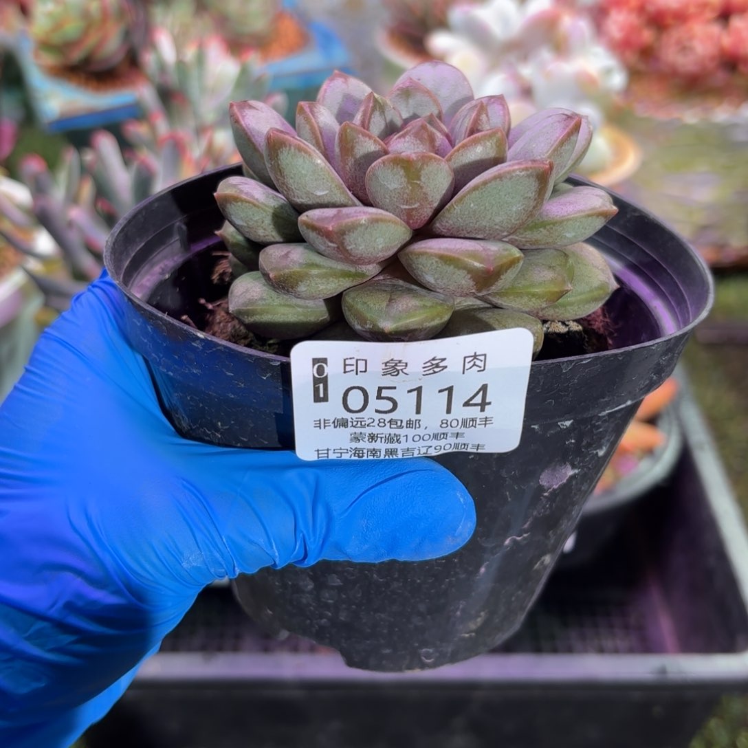 多肉植物05114ggg