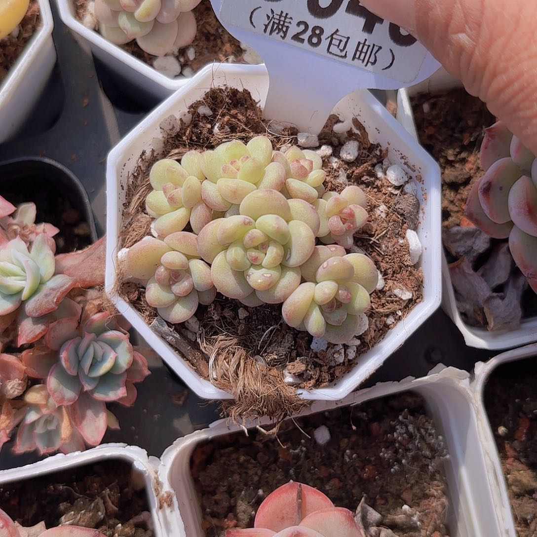 D940阳光玫瑰一物一拍