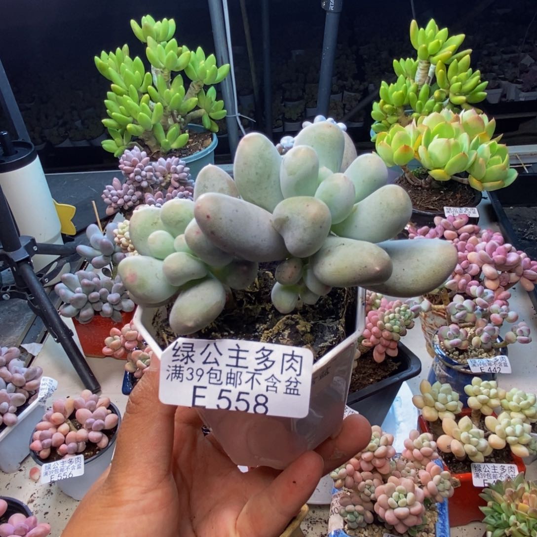 558米可奶多肉7c m