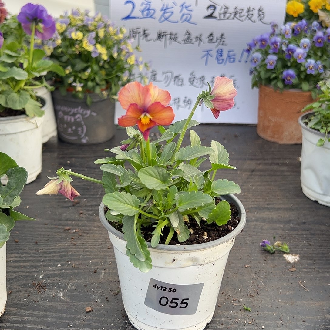 当前无花朵，栽培后可花朵055号