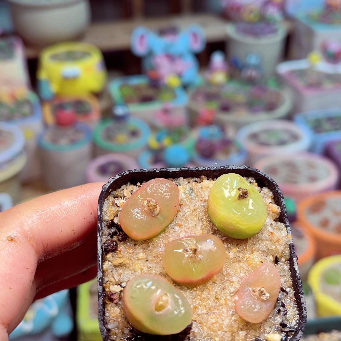 498。56755686567467