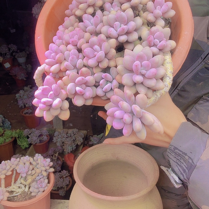 *****大掏蛋多肉植物一物一拍