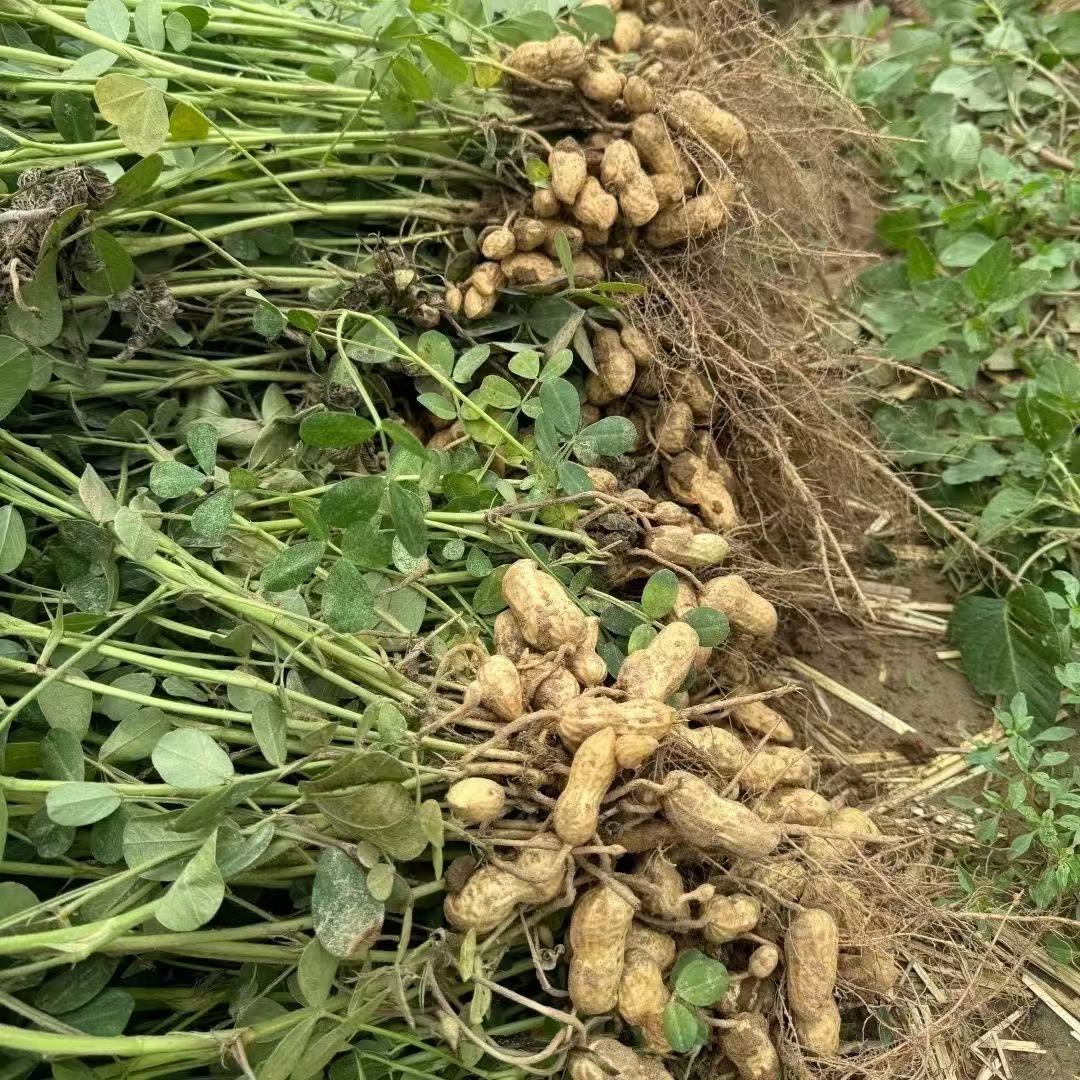  陈笑寒  2025年新鲜湿花生  现挖现卖