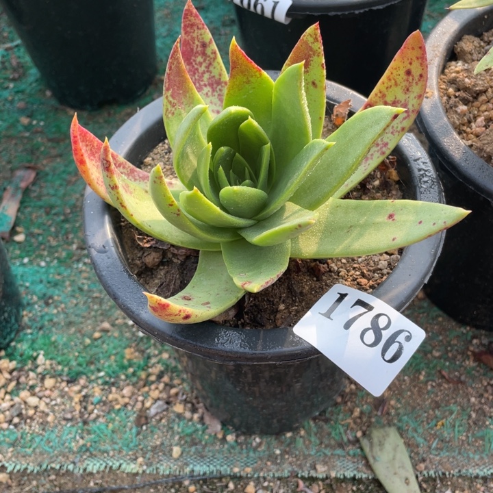 786号坎戴多肉植物山东